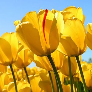 Meet your Posher, Lashunda